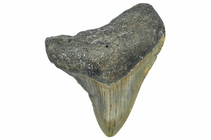 Juvenile Megalodon Tooth - North Carolina #362954